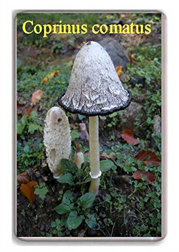 Mushrooms/Coprinus comatus/fridge/magnet...!!! - Kühlschrankmagnet