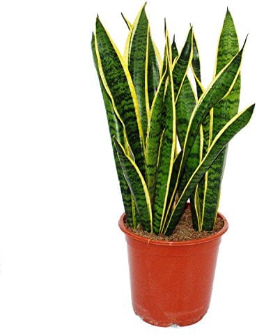 Exotenherz - Sansevieria trifasciata - 19cm Topf - Gesamthöhe 55-65cm hoch