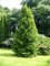 Japanische Pinie, Sciadopitys Verticillata, 4 Baumsamen
