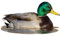 Mossy Oak Graphics ( 23032-C) Stockente Drake sitzend im Wasser ausgeschnittene Indoor-Grafik