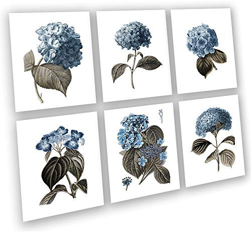 Gnosis Picture Archive Blaue Hortensien, botanische Kunstdrucke, ungerahmt, Bauernhaus-Wanddekoration, 6 Stück