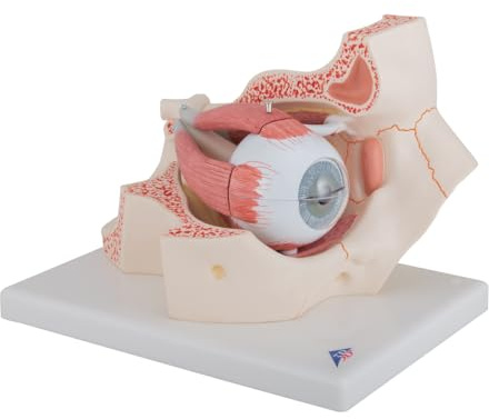 3B Scientific Menschliche Anatomie - Auge, 3-fache Größe, 7-teilig + kostenlose Anatomie App - 3B Smart Anatomy