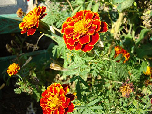 Gewürztagetes red rot Tagetes tenuifolia 200 Samen