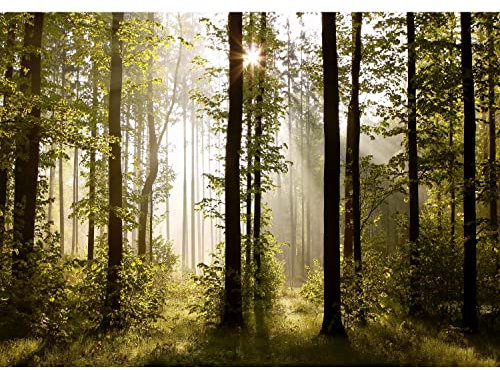 Runa Art Fototapete Wald Landschaft Sonne 352 x 250 cm Vlies Tapeten XXL Moderne Wandtapete Wohnzimmer Schlafzimmer Grün Braun 9010011a