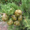 300 italienische Zypressen Samen (Cupressus sempervirens), Toskana oder Friedhof Cypress,