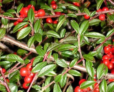5x Bodendecker, Cotoneaster dammeri