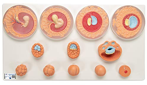 3B Scientific® Embryonalentwicklungsmodell – Menschliche Befruchtung & frühes Wachstum in 12 Stadien, Langlebiges PVC + Smart Anatomy App (5 Jahre Garantie)