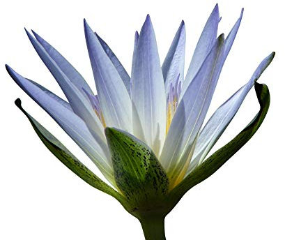 (Tropische Seerosen-Mix) 25 Samen (Für Teich und Aquarium)