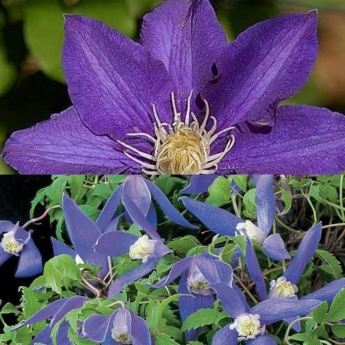 2 x Clematis: Alpina + The President