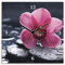 ARTLAND Wanddeko Wanduhr ohne Tickgeräusche Leinwand Funkuhr 30x30 cm Quadratisch Lautlos Orchidee Zen Asiatisch Spa Blumen Asien Natur Design T9MN