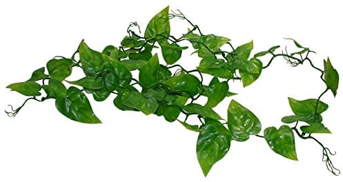 Lucky Reptile Rankenpflanze Philodendron