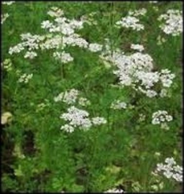 Anis (Pimpinella Anisum), 100 Samen