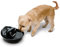 Pioneer Pet Trinkbrunnen 74196 Rain Drop Style aus Keramik, Schwarz für Hund, 6E+1 ounces Kapazität