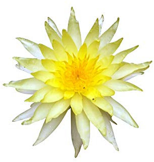 Gelbe Seerose Nymphaea 10 Samen (Für Teich und Aquarium) + Anzuchtanleitung