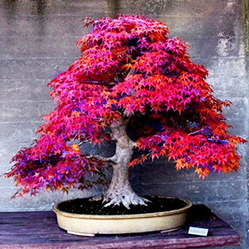 8 Arten Bonsai-Baum-Samen Seltene Maple Samen Pflanzen Topf Klage für DIY Hausgarten Japanischer Ahorn-Samen 20 PC / Kinds