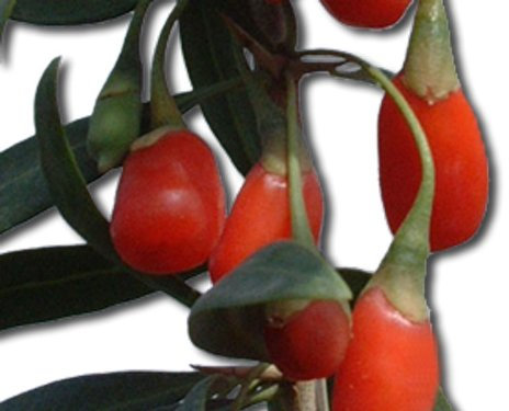 Exoga Goji Beere Lycium barbarum Samen Saatgut Gojibeere Chinesische Wolfsbeere o. Gemeiner Bocksdorn