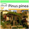 SAFLAX - Mittelmeer - Pinie - 6 Samen - Pinus pinea