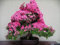 100 Samen 100% echte Mix-Farbe Azaleen - Rhododendron simsii Seeds - Bonsai Blume Pflanzensamen