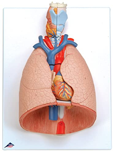 3B Scientific® Lungenmodell mit Kehlkopf – 7-teiliges lebensgroßes menschliches Atemwegsmodell + Smart Anatomy App (5 Jahre Garantie)