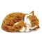 PERFECTPET 92547 Precious Petzzz Katze Plüschtier, Orange, 25 cm