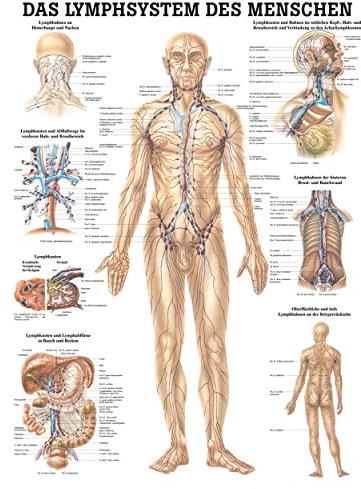 Rüdiger Lymphsystem Poster Anatomie 70x50 cm medizinische Lehrmittel