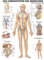Rüdiger Lymphsystem Poster Anatomie 70x50 cm medizinische Lehrmittel