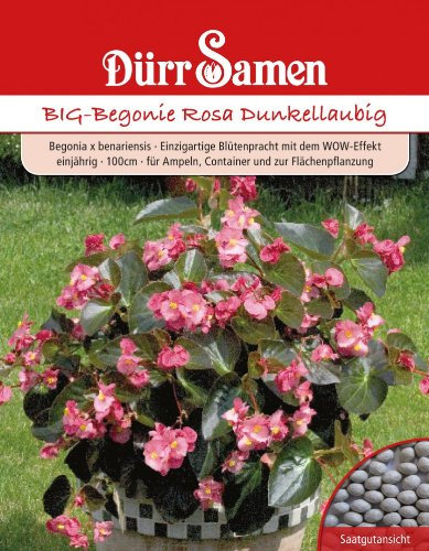 Dürr-Samen BIG-Begonie Rosa Dunkellaubig