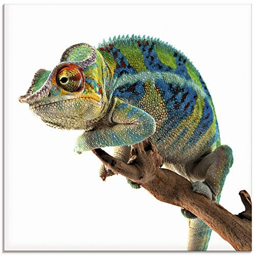 ARTland Wanddeko Glasbilder Wandbild Glas Bild einteilig 30x30 cm Quadratisch Natur Afrika Tiere Reptilien Madagaskar Chamäleon T5RW