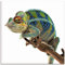 ARTland Wanddeko Glasbilder Wandbild Glas Bild einteilig 30x30 cm Quadratisch Natur Afrika Tiere Reptilien Madagaskar Chamäleon T5RW