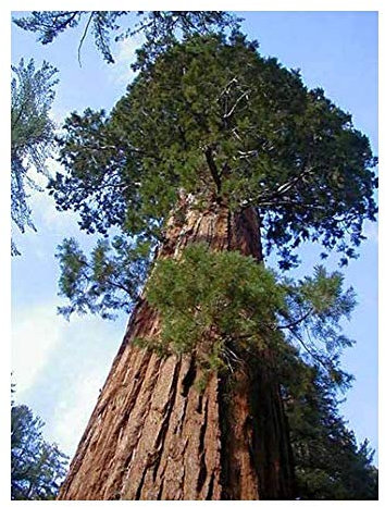 Sequoiadendron giganteum - Riesenmammutbaum - 10 Samen