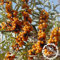 Bonsai Pflanze SANDDORN - Hippophae rhamnoides Obstbaumsamen 50pcs