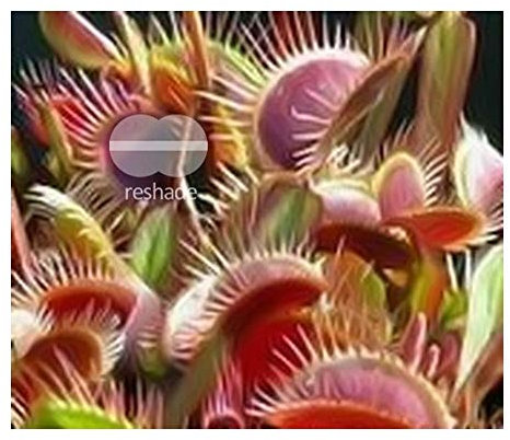 Dionaea muscipula Red Burgundy - dionea atrapamoscas o Venus atrapamoscas - 5 semillas
