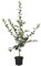 Quittenbaum Konstantinopeler Apfelquitte Buschbaum 110-140 cm im 9,5 Liter Topf Unterlage Quitte A