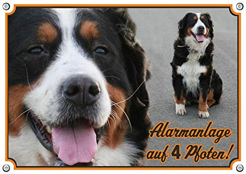 Petsigns Warnschild vom Berner Sennenhund -hochwertiges Hundeschild - uv-beständig, DIN A4