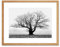 Wee Blue Coo Old Oak Tree Black White Mist Fog Photo Framed Art Print Picture & Mount F12X634