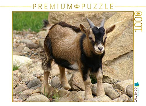 CALVENDO Puzzle Braunes Zwergziegen Baby | 1000 Teile Lege-Größe 64 x 48 cm Foto-Puzzle für glückliche Stunden
