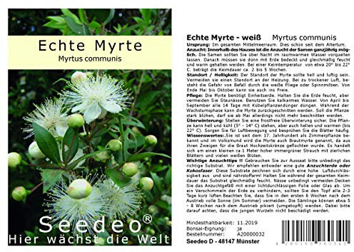 Seedeo Echte Myrte (Myrtus communis) 30 Samen