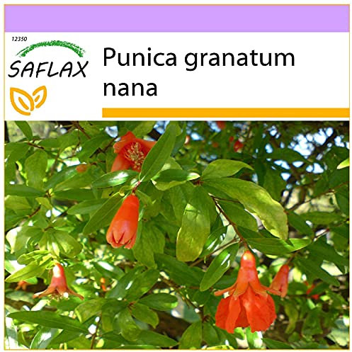 SAFLAX - Granado enano - 50 semillas - Punica granatum nana