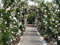 Müller Münchehof GmbH Kletterrose in div. Farbnuancen Farbe Weiß