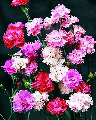 PREMIER SEEDS DIRECT - Dianthus Seeds - Spring Beauty Mixed - Perennial (6,000 Seeds)