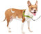 PetSafe Easy Walk Deluxe Harnais pour Chien Anti-Traction Parfait pour Le Dressage de Laisse, empêche Les Animaux de Tirer et de s'étouffer Lors des promenades, Taille M, Couleur Pomme