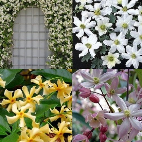 Clematis Mix Weiss/Gelb/Rosa - Immergrün & Winterhart - Sterjasmin Weiß &Gelb/Clematis Apple Blossom/Clematis Early Sensation - Weiß/Gelb/RosaKletterpflanzen | 4 x 1,5 Liter Töpfe