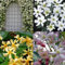 Clematis Mix Weiss/Gelb/Rosa - Immergrün & Winterhart - Sterjasmin Weiß &Gelb/Clematis Apple Blossom/Clematis Early Sensation - Weiß/Gelb/RosaKletterpflanzen | 4 x 1,5 Liter Töpfe