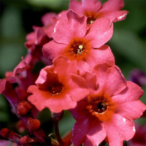 Plant World Seeds - Primula Japonica 'Millar's Crimson' Seeds (Perennial Flower Seeds)