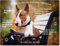 Merchandise for Fans Blechschild/Warnschild/Türschild - Aluminium - 30x20cm - - Willkommen in Meinem Zuhause - Motiv: Bullterrier liegend auf Einer Parkbank - 01