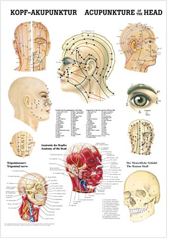 Rüdiger Kopf-Akupunktur Poster Anatomie 70x50 cm medizinische Lehrmittel