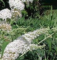 Buddleja davidii 'White Profusion' - Butterfly Bush 15cm Pot Size