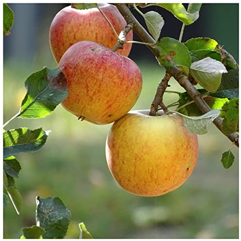 Cox's Orange Pippin Apple Tree 4-5ft in 6L Pot Ready to Fruit, Classic English Apple 3fatpigs®