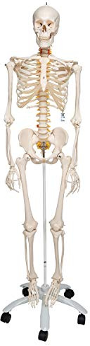 3B Scientific® Menschliches Skelett „Fred“ – Lebensgroßes flexibles Modell mit einstellbarer Wirbelsäule, Spinalnerven,+ Smart Anatomy App (5 Jahre Garantie)