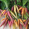 CAROTA RAINBOW MIX 200 SEMI Carote Colorate ROSSA VIOLA GIALLA BIANCA ARANCIO